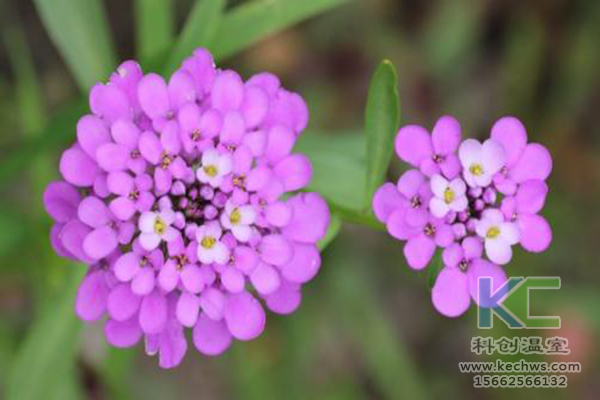 無土栽培，無土栽培技術(shù)，無土栽培設(shè)備