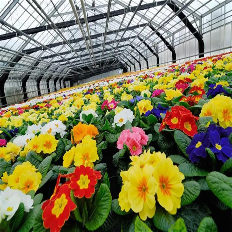 無土栽培,無土栽培技術,無土栽培設備