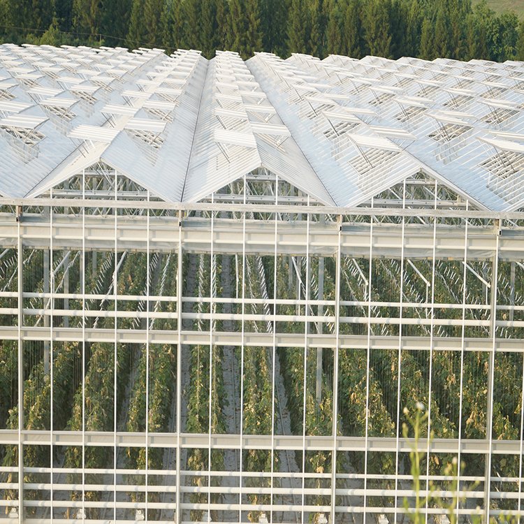 無土栽培,無土栽培技術(shù),無土栽培設(shè)備