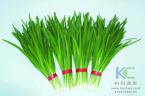 無土栽培,無土栽培技術,無土栽培設備