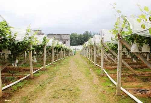 無土栽培,無土栽培技術(shù),無土栽培設(shè)備