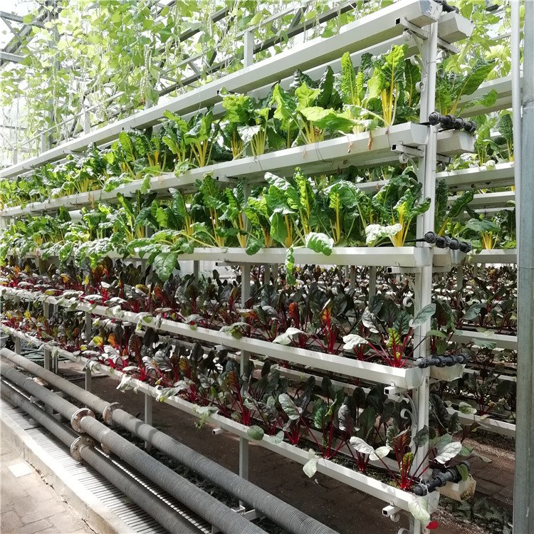 無(wú)土栽培，無(wú)土栽培技術(shù)，無(wú)土栽培設(shè)備