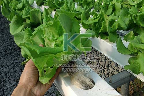 無(wú)土栽培，無(wú)土栽培技術(shù)，無(wú)土栽培設(shè)備