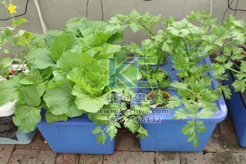 無土栽培，無土栽培技術(shù)，無土栽培設(shè)備