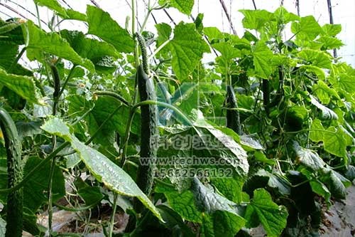 無土栽培，無土栽培技術(shù)，無土栽培設(shè)備