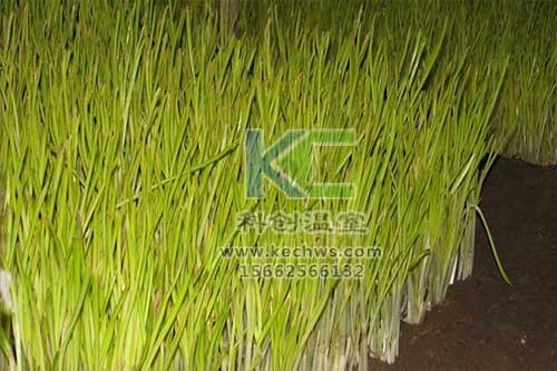 無土栽培，無土栽培技術(shù)，無土栽培設(shè)備