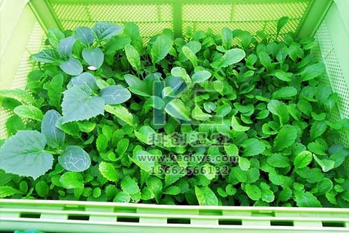 無土栽培，無土栽培技術，無土栽培設備