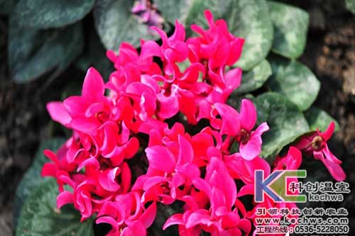 無土栽培，無土栽培技術，無土栽培設備