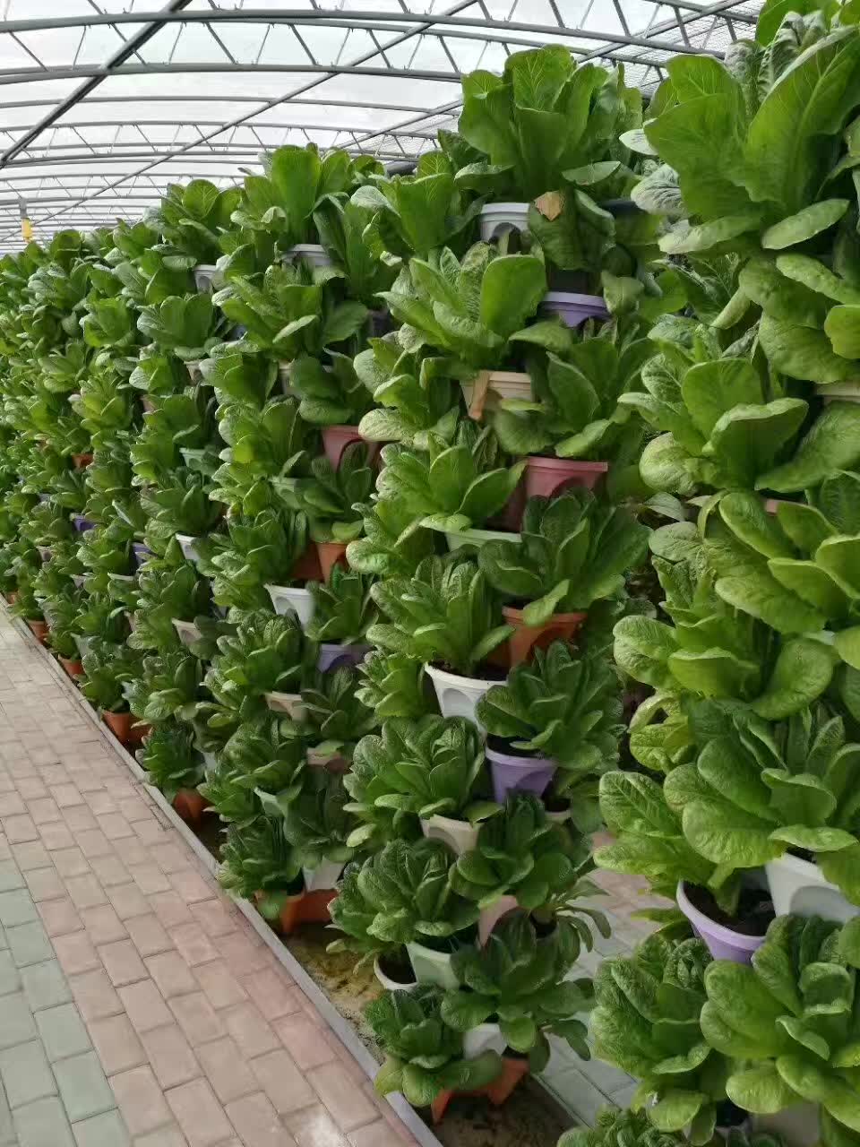 無(wú)土栽培，無(wú)土栽培技術(shù)，無(wú)土栽培設(shè)備